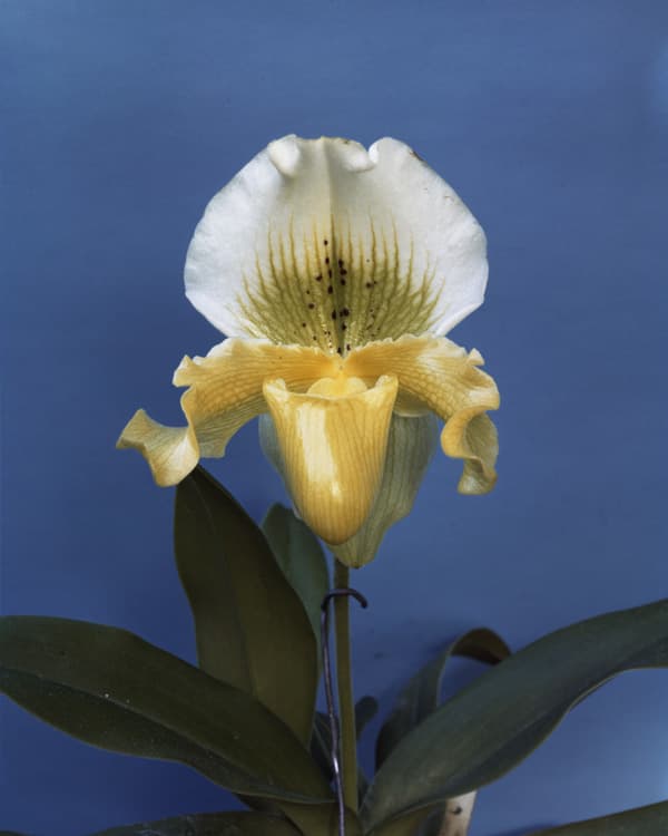 Sherrie Levine, "Gottscho-Schleisner Orchids: 2," 1964–1997. Chromogenic print, 20 x 16". Private collection. Image courtesy Paula Cooper Gallery, New York. © Sherrie Levine.